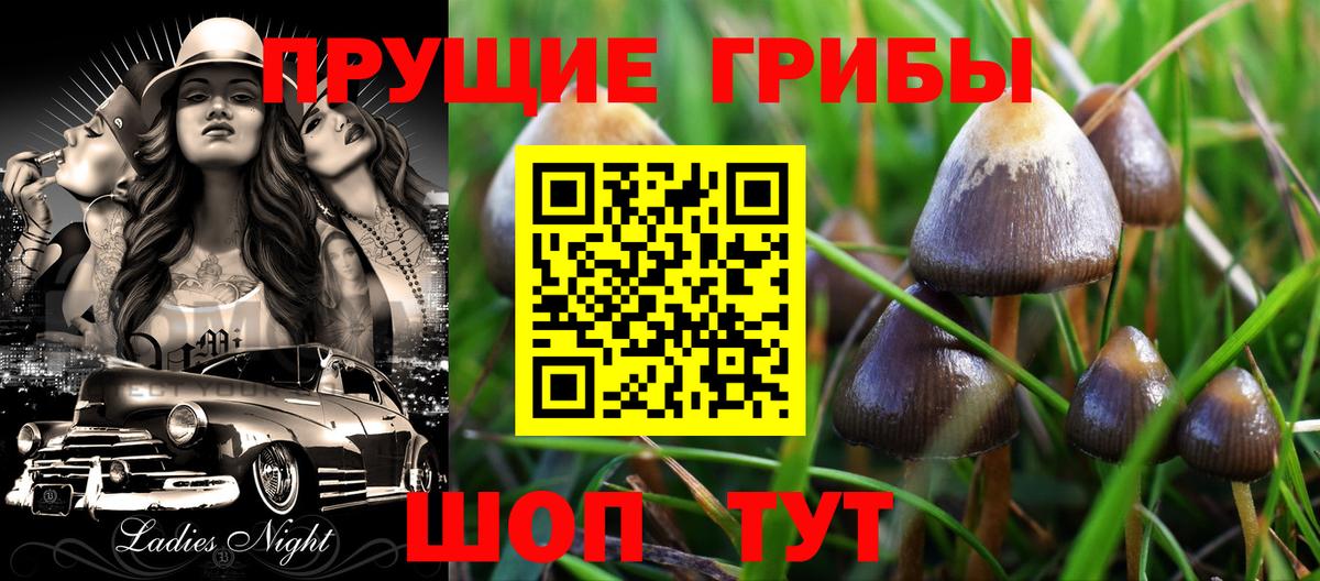 Псилоцибиновые грибы Psilocybine cubensis Коломна